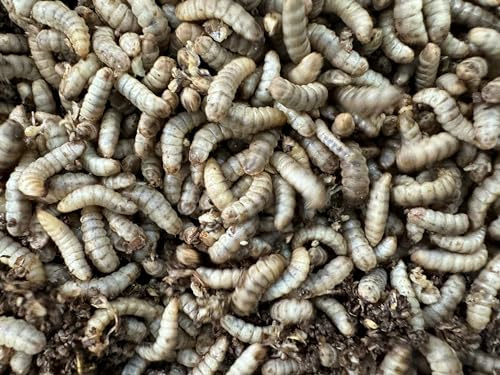 Livefood UK Live Calci Worms Available in tubs and bulk bags (1 tub of 100)