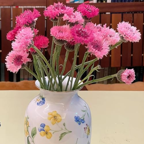 aciano - semillas de aciano de interior raras Decoración sala estar con cama elevada balcón cortadas Decoraciones otoñales un jardín resistente 350semillas