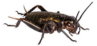 Großpackung Mittelmeergrillen/Zweifleckgrillen klein in Dosen praktisch verpackt Futterinsekten Futtertiere ca. 700 Stück