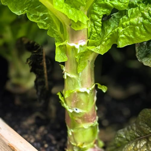 semillas de ensalada de espárragos, variedades antiguas ensalada espárragos orgánicos resistentes interior exóticas 75pcs