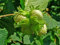 Gemeine Hasel Corylus avellana Pflanze 70-80cm Haselnuss Haselnussstrauch