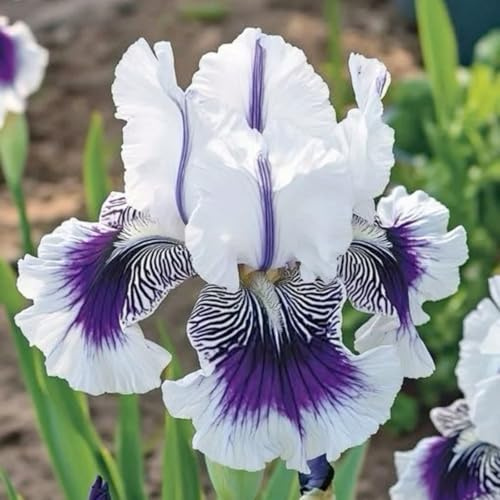 Mix Iris bulbi,Piante perenni,Iris pianta vera,resistenti al freddo,Tagliare,Facile da curare(non artificiali)-5 bulbi-F