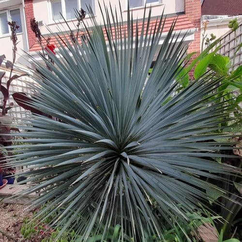 Plant World Seeds - Yucca Rostrata Seeds (Tropical and Conservatory Seeds)