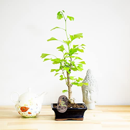 Classic Ginkgo Biloba Bonsai Tree: Resilient Indoor & Outdoor Plant- Ceramic Pot, Effortless Care House Plant- Harmonious Convergence of Natural Grace and Artistry