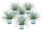 Bloomique - 6er-Set - Festuca Glauca Compacta Blue - Blau-Schwingel - Schaf-Schwingel - Ziergras - Gartenpflanzen - Winterhart - Höhe 20-30 cm - Topf 10,5 cm