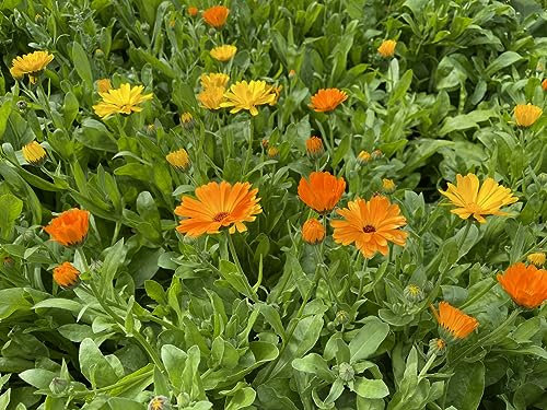 Ringelblumen Samen 500 Wildblumen Samen Calendula officinalis Heilpflanze Bienenweide