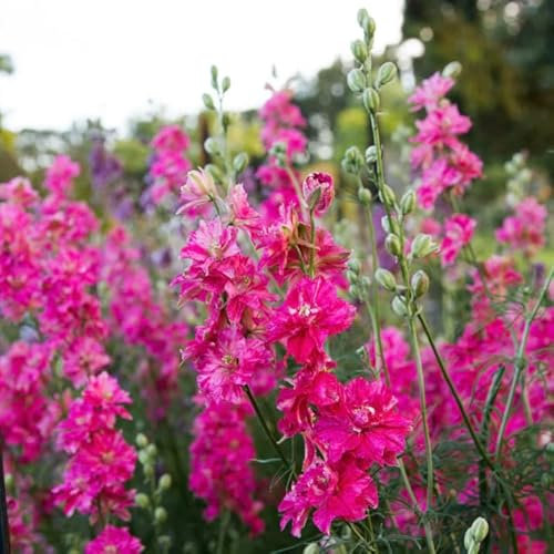 Rittersporn 'Limlight Rose' 30 Samen, stauden