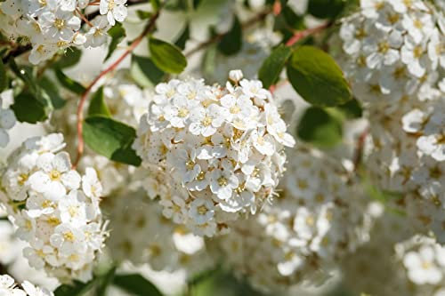 Spiraea betulifolia 40–60 cm – Winterhart, Mehrjährig, Pflegeleicht – Birkenblättrige Spiere – Heckenpflanze für Garten & Beet
