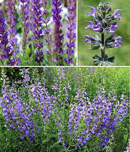 Meadow Clary (Salvia Pratensis) Meadow Sage 100+ Seeds Same Day Dispatch