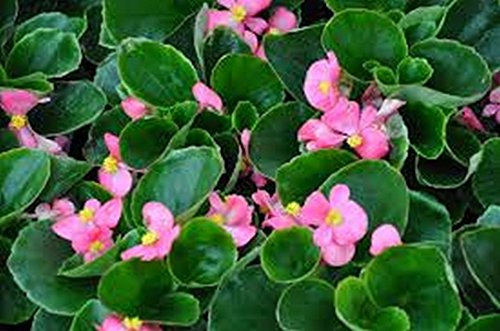 Graines de Bégonia (Begonia Semperflorens) Wax Rose Paquet de 100 graines