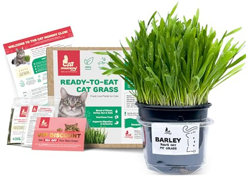Fresh Live Cat Grass | A Taste of the Outdoors for Indoor Cats | Ready to Eat | Grown in the UK | Aids Digestion & Hairballs | By Cat Mommy (One, Barley)