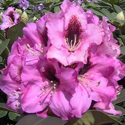 Rhododendron 'Kokardia' 40-50 cm en conteneur