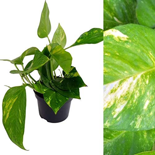 Scindapsus Aureus Devils Ivy - A Stunning Hanging Plant in a 13cm Pot, Home or Office Plant