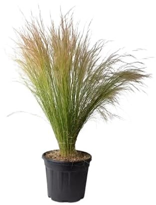 Stipa Natural Herbácea Ornamental que Atrae Todas las Miradas