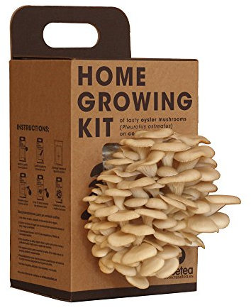 Resetea | SELBSTANBAUSET VON AUSTERNPILZEN AUF RECYCELTE KAFFEESÄTZE