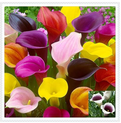Otoño o primavera Excelente para plantar en interiores o exteriores.Fácil de cultivar. En maceta.,Bulbos de Cala-2 bulbos