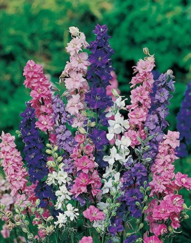 Non GMO Bulk Rocket Larkspur 'Giant Imperial Mix' Consolida ambigua (1 lb)