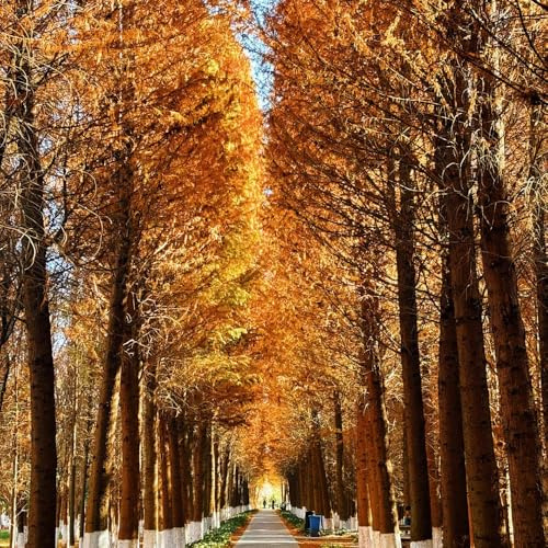 sequoia gigante - giardino giardino roccioso in vaso balcone Copertura del terreno per esterni decorativi varietà antiche 300semi