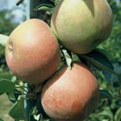 Holsteiner Cox beliebter süßsäuerlicher Apfel Buschbaum Apfelbaum 110-140 cm 10 L Unterlage M7