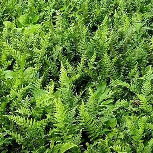 6x Tüpfelfarn - Polypodium vulgare - Topf 9x9cm