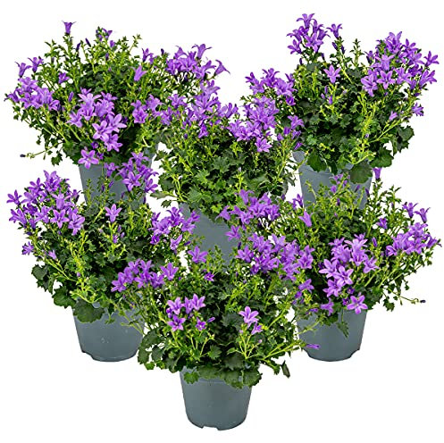 Bloomique - Lot de 6 - Campanula Ambella Intense Purple - Campanule - Couvre-sol - Plantes de jardin - Résistante au gel - Sans danger pour les animaux - 10-20 cm de haut - Pot 10,5 cm