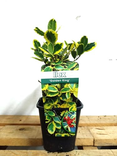 Ilex Aquifolium 'Golden King' Acebo Natural, Planta Viva con Follaje Variegado Verde y Dorado, 35 cm de Altura, Maceta 12 cm, Interior