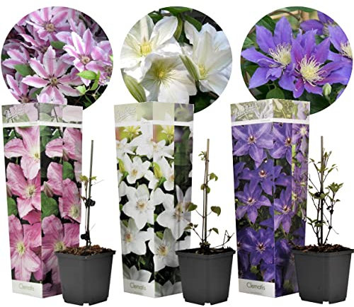 Plant in a Box - Clematis Kletterblumen Winterhart - Mix von 3 Pflanzen - Topf 9cm - Höhe 25-40cm