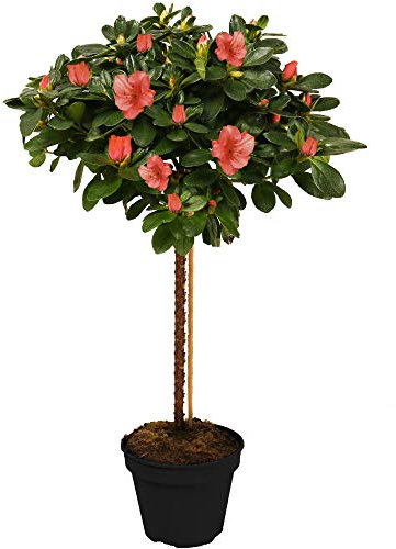 Arbre Azalée Japonica | Arbres pour Petits Jardins Bordure Patio Plante en Pot | 2-3ft