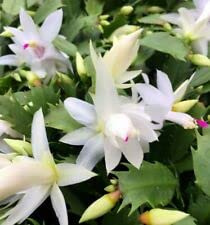 Christmas Cactus White 6 Pot -Zygocactus Plant Seasonal
