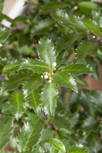 Ilex meserveae 'Golden Girl' 100-125 cm - Stechpalme, gelb-grüne Blätter, rote Beeren, winterhart, ideal für Hecken und Kübel, pflegeleicht
