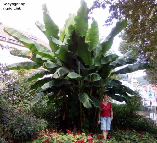 SEMILLAS Una palmera de plátano tan grande también cabe en tu hermoso jardín.