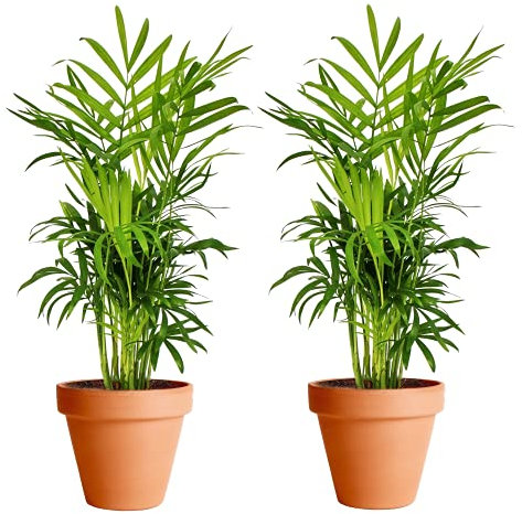 DECOALIVE Duo de Palmiers Chamaedorea avec Pot en Céramique Palmiers d'intérieur Plantes Naturelles