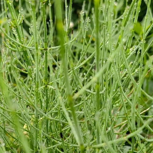 equiseto per la cucina con orto di aromatiche equiseto dei campi aromatiche da giardino organiche per la copertura del terreno da appartamento medicinali 550semi