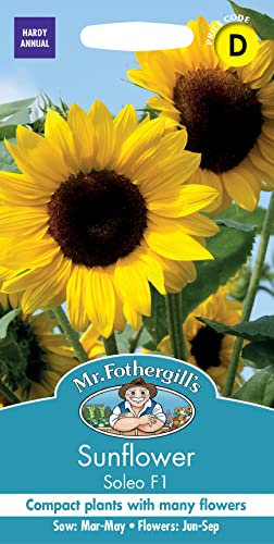 Mr Fothergill’s 25292 Flower Seeds, Sunflower Soleo F1, Yellow