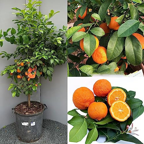 Planta de cítricos SAVINI VIVAI lima roja en maceta de 35 cm altura 150-180 cm 6-7 años de injerto, fabricada en Italia