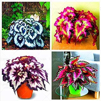 RIC 100 pcs/Begonia Bag Seeds Bonsai Flower Seeds Courtyard Balcony coleos Seeds Begonia Plants in vase for The Garden Garden Mix: only Seeds