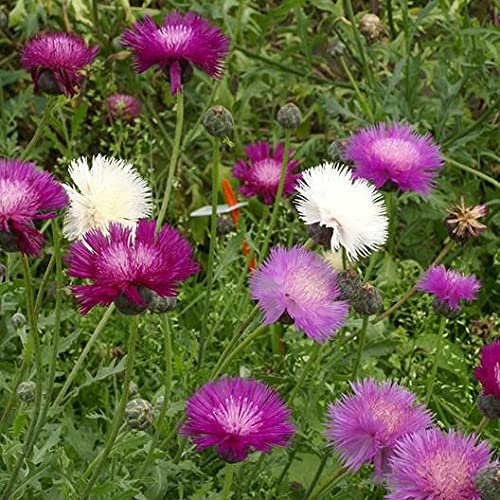 Mischen Sie Imperialis-Kornblumensamen – Centaurea moschata 50 einjährige Blumensamen