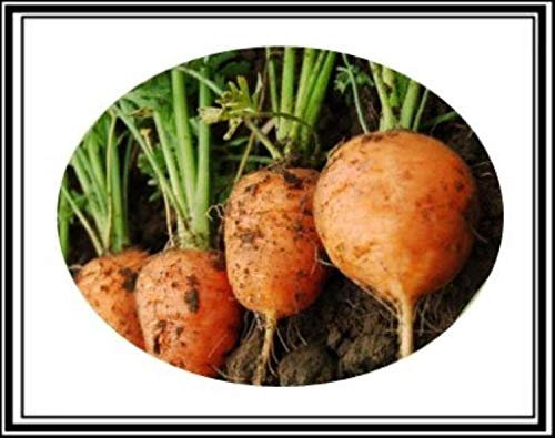 300+ Atlas Runde Karottensamen ~ Nette Baby-Karotten! Pariser Art Markt Veggie Us