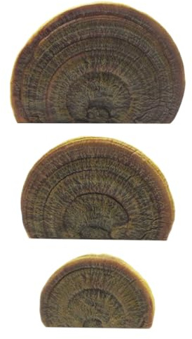 Mensola da parete a forma di fungo in resina – 15 cm decorativa da parete, set di organizer a forma di fungo, ornamenti da appendere, decorazione per la casa, scaffale per chiavi, portafogli