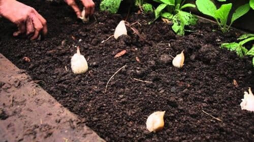 Buy4seeds 750G German Giant Garlic Fresh Cloves Seeds from Large Easy to Grow
