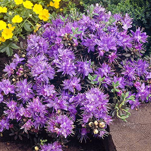 Rhododendron Impeditum Evergreen Shrub Live Hardy Outdoor Garden Plant in Pot (1 Litre Pot, 20-30cm)
