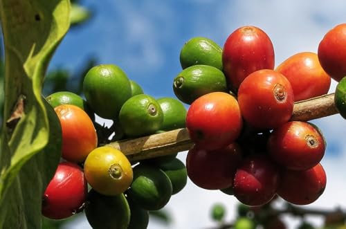 Graines de Caféier Arabica, 10 Semences, Plante de Café pour Jardin