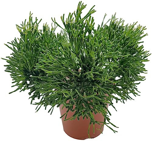 Fangblatt - Hatiora salicornioides - Binsenkaktus im Ø 12 cm Topf - pflegeleichter Osterkaktus