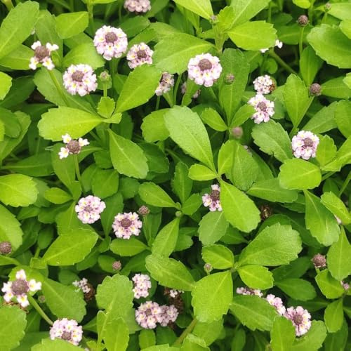 Semillas de verbena de alfombra rastrera que cubren el suelo, orgánicas resistentes, alfombra de verbena, resistentes 100pcs