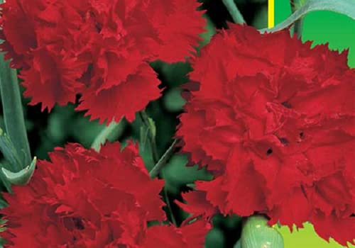 50 SEMI DI GAROFANO DOPPIO ROSSO