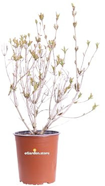 Pianta di Weigela diverse varietà pianta ornamentale da esterno giardino terrazzo balcone pianta vera da fiore vari colori venduta da eGarden.store (Weigela Japonica Kosteriana Variegata)