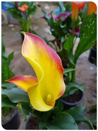 Calla Lily zwiebeln Garten Gartenarbeit Calla Lily MehrjäHrig Winterhart