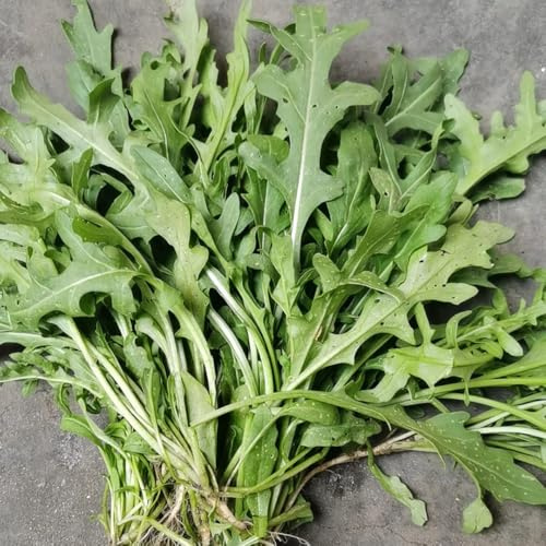 semi di rucola resistente - balcone da esterno per il giardino 200pcs