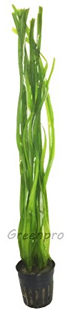 Greenpro Vallisneria Spiralis | Italian Val Potted Live Aquatic Aquarium Plants Pond Tropical Freshwater Fish Tank