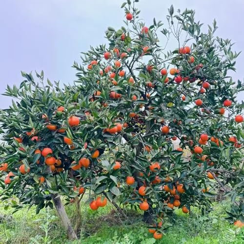 saftorangen bio orangen samen, Orangenbaum samen hohe Keimrate toller Geschmack nachhaltige produkte, Apfelsine zwergobstbaum, Heilpflanzen einfacher Anbau stauden baum samen 15pcs